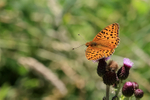 Dark Green Fritillary on thistle, Seacombe Bottom, Dorset