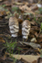 Fungi at Cholmondeley Castle, Cheshire