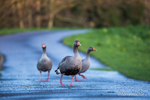 Greylag Geese go Walkabout!