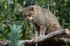 Scottish Wildcat