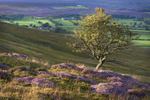 Moorland View