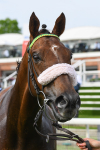 170523-Race 7-Kihavah-1008