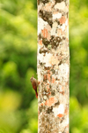 Streak-headed Woodcreeper portfolio