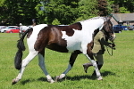 SIAL4171