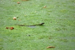 Grass Snake
