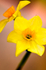 Flower - 6766