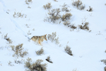 Coyote on snow-covered slope, Yellowstone National Park