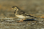Pied Wagtail portfolio
