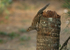 Three Striped Palm Squirrel (India)