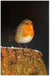 Erithacus Rubecula