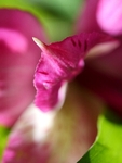 Alstromeira Petal Point