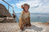 Barbary Macaques on the Rock of Gibraltar