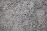 SBM_006013
