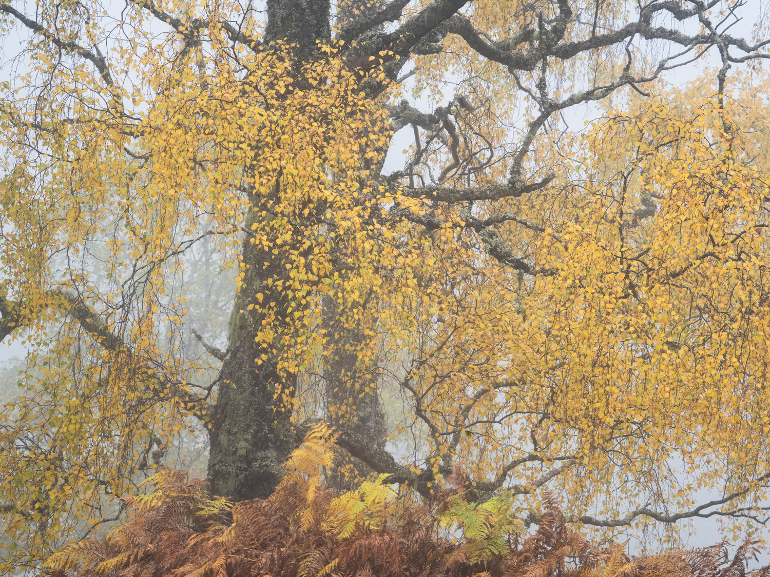 Rich autumn colour on an extremely foggy morning. 2022