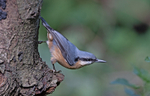Nuthatch - Sitta europaea