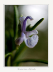 Rosmarinus officinalis