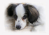 PP12  "Dell" - Phalene Papillon puppy