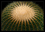 Cactus Planet