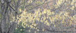 SPRING - BRUCE COUNTY