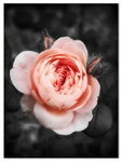 MU_053