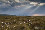 Evening light, Cors Fochno (Borth Bog)