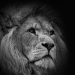A Regal Portrait -_M8D9693