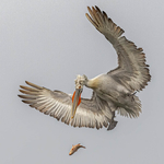 Nature portfolio