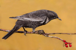 Ring Ouzel