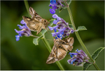 Print - Silver - Cheryl Hewitt - Sharing Silver Y Moths