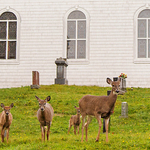 Churchyard Deer