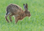 Brown Hare