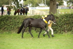 SBM_75356