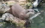 Slimbridge-5