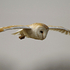 Barn Owl in Flight