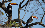 Toco toucans