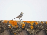 Pied Wagtail