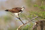 Osprey side view in tree, Blue Cypress Lake, Florida