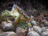 Dead Common shore crab in tidal rock pool in cornwall