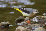 Grey Wagtail portfolio