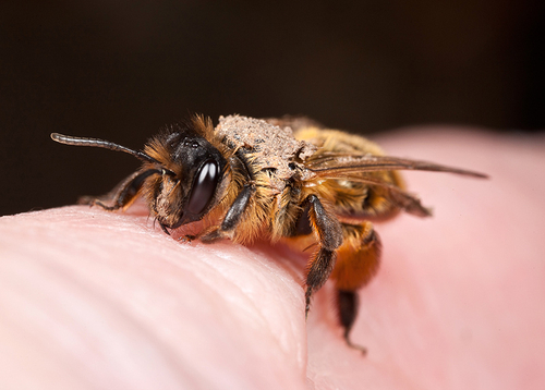 Freshly-emerged [i]Andrena nigroaenea[/i] female, posing on my finger.