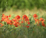 21st June Solstice Poppies