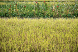 Autumn Rice portfolio