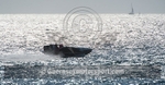 Powerboat Race_24-08-2013-27