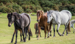 New Forest Ponies