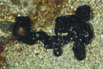 Lineus longissimus