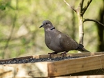 Collared Dove