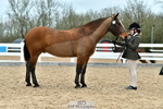Cls 38 Ridden Cob portfolio