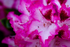 Rhododendron - DSC_8651