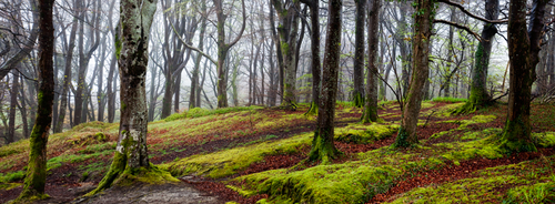 Early Morning mist at Dhoon Glen providing lovely soft light and low contrast. After several days of dry weather the…