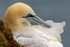 Gannet 5